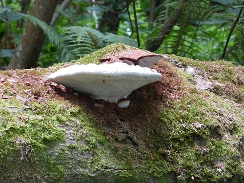 Greenway fungi