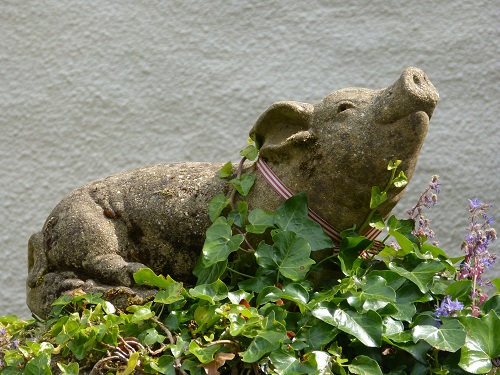 Pig statue in English cottage front yard