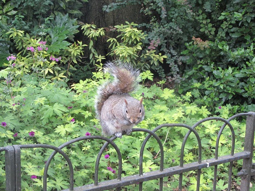 Squirrel in Hyde park, London