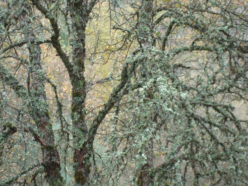 Oak with lichen