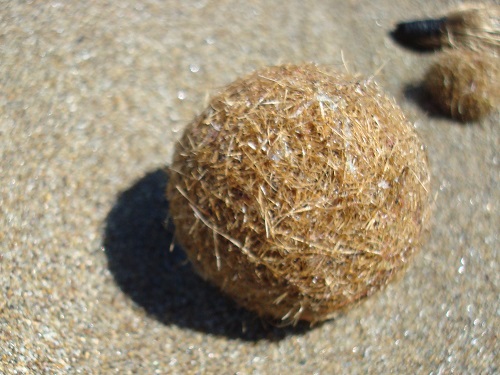 Sea ball