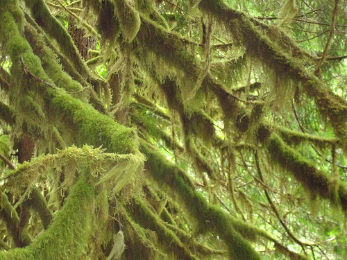 Oregon moss