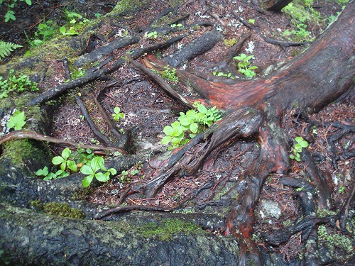 Roots along Zigzag Creek