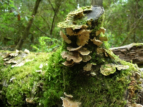 Redwood forest fungi