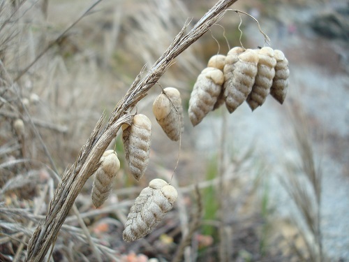 Cambria seed pods