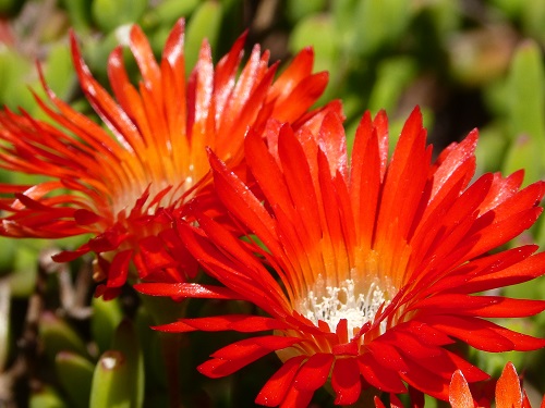 Cambria cactus flower