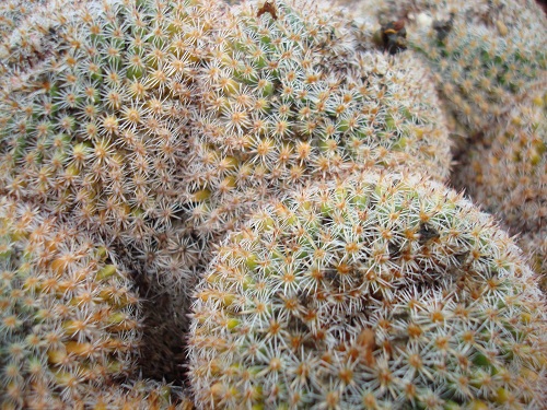 Cambria cactus