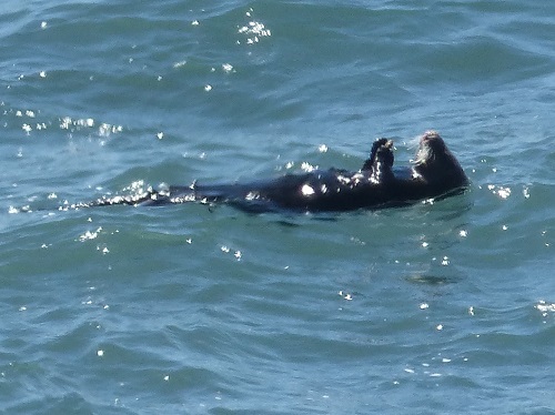 Cambria sea otter